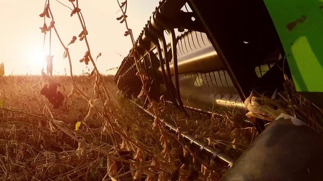 Soybean harvest in autumn sunset. Gimbal stock video.