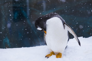 Penguin in a Zoo standing in snow scratching himself