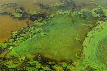 Green algae pollution on a water surface