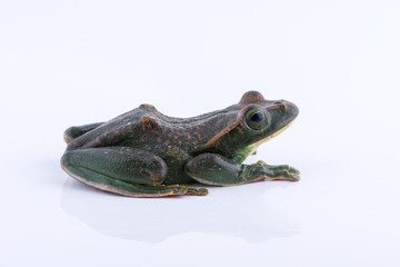 Rhacophorus feae (Feas Tree Frog) , Tree Frog on white background