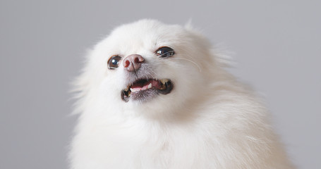 Angry Pomeranian dog