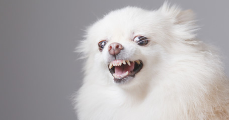 Angry Pomeranian dog
