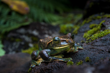 Rhacophorus feae (Feas Tree Frog) ,Tree Frog on Large Palm Leaf at tropical rainforests in North Thailand