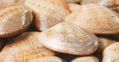 Fresh uncooked clam
