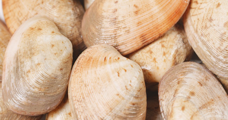 Raw clam seafood