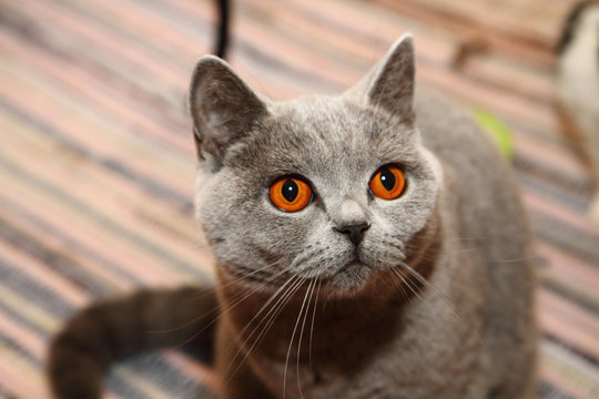 british cat with orange eyes