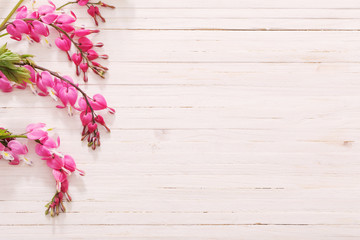 Obraz premium Bleeding heart flowers on white wooden background