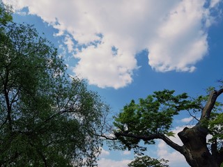 하늘, 구름, 나무