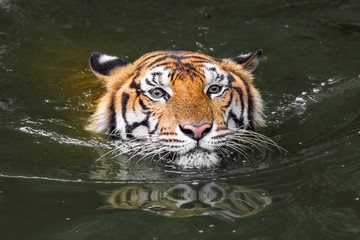 Fototapeta na wymiar Bengal Tiger swimming show head
