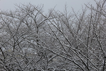 Obraz premium 冬の風景/桜の枝に着いた雪(宮城県)