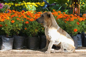 Homeless dog in garden