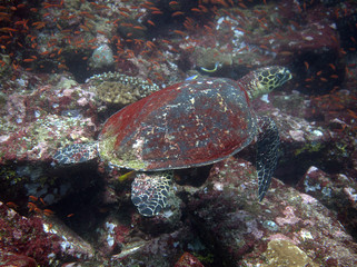 Naklejka na ściany i meble Sea turtle as seen from the side at Sabang, Indonesia