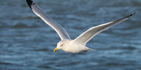 Silbermöwe im Flug