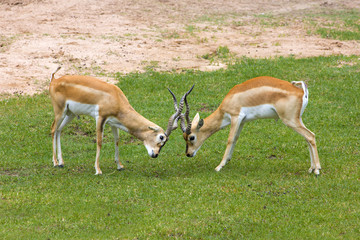 Strong young deers with  in the fight.