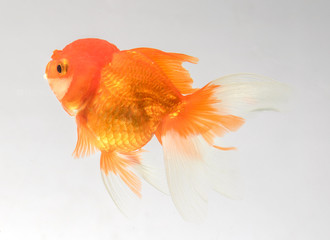 Goldfish isolate on a gray background