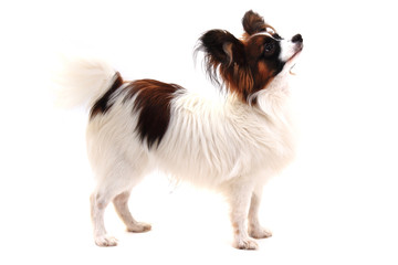 papillon dog isolated