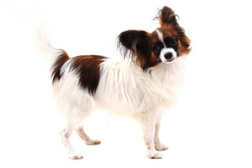 papillon dog isolated