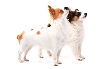 papillon dog and chihuahua isolated