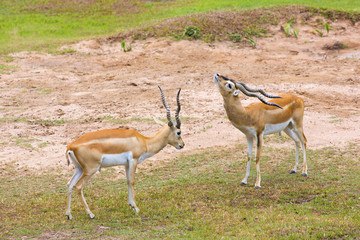 Strong young deers with  in the fight.