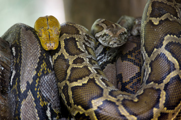 Obraz premium Royal python hanging on tree