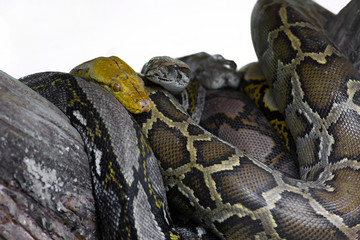 Royal python hanging on tree