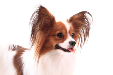 papillon dog isolated