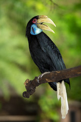 Hornbill Great hornbill, Great pied hornbill, Hornbill, selective focus