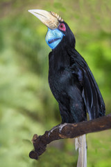 Hornbill Great hornbill, Great pied hornbill, Hornbill, selective focus