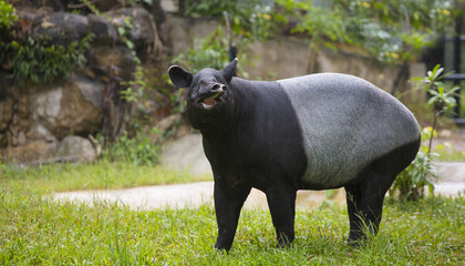 malayan tapir in zoo.