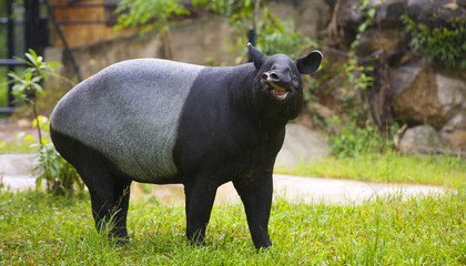 Fototapeta premium malayan tapir in zoo.