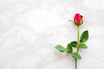 Valentine's day background, template, Red rose, love symbol, on white marble background with copy...
