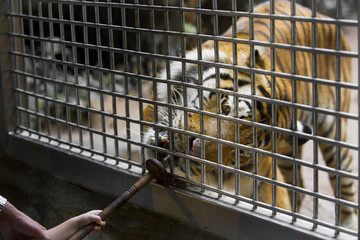 Bengal Tiger sleeps clean