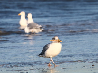 Silbermöwe am Strand