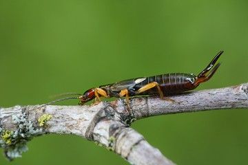 Common European earwig, Forficula auricularia