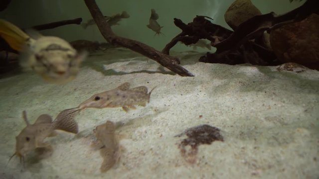 Synodontis in freshwater aquarium stock footage video