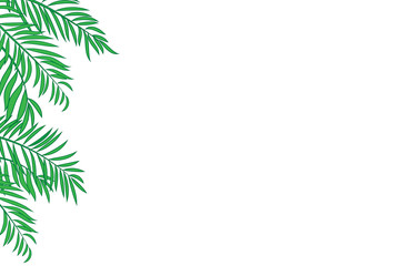 Naklejka na ściany i meble Green palm tree leaves isolated on white background with space for text.