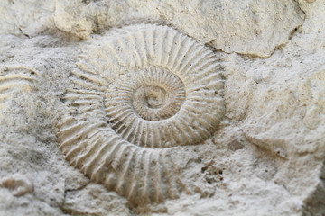 ammonites fossil texture