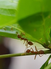 Two ants collect food for winter seasons on the green leaf