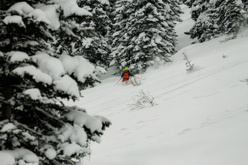 freerider rides in powder snow among the trees in the snow