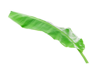 Green banana leaf isolated on white background with clipping path.