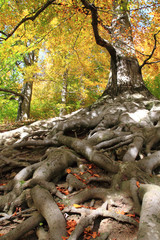Fototapeta premium old tree in the moravian forest
