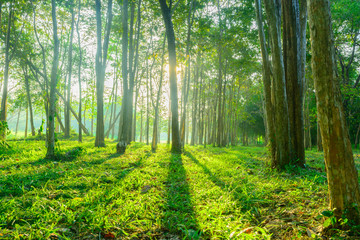 Fototapeta premium las z tłem słonecznym. Natura i tło na zewnątrz