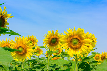 Sun flower at flower farm in Thailand. Agriculture flower farm in Thailand. Nature flower background