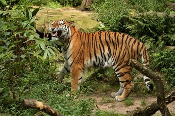 Siberian tiger, Panthera tigris altaica, flaming in the grass directly to photographer. Dangereous predator in action. Tiger in green taiga habitat. Beautiful wild animal in captivity.