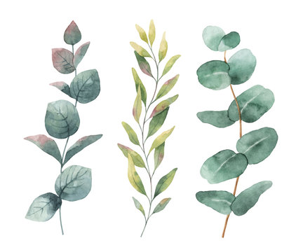 Watercolor hand painted vector set with eucalyptus leaves and branches.