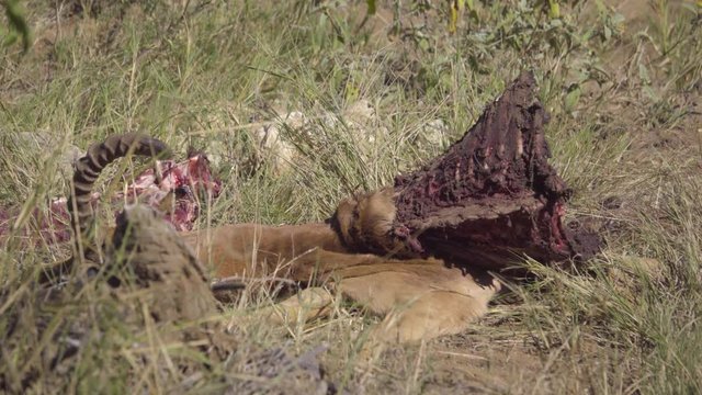 Impala rib cage meat carcas killed by Wild Dogs