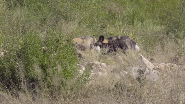 Two Wild Dogs prowling for prey