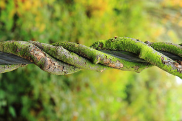 green trunk as spiral background