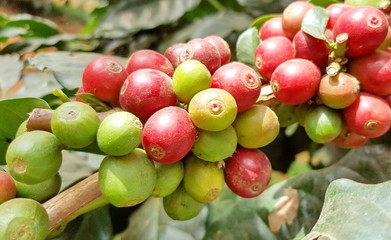 Arabica coffee tree with coffee bean in cafe plantation.  Coffee beans young and ripening on tree in North of Thailand.
