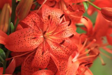 red lilly flowers plant